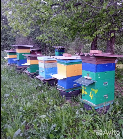 Пчелы и улья