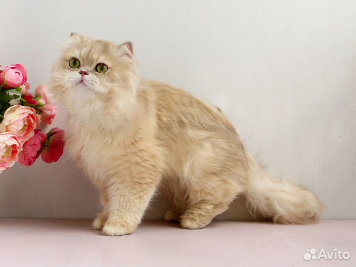 Золотой лилак британский котик