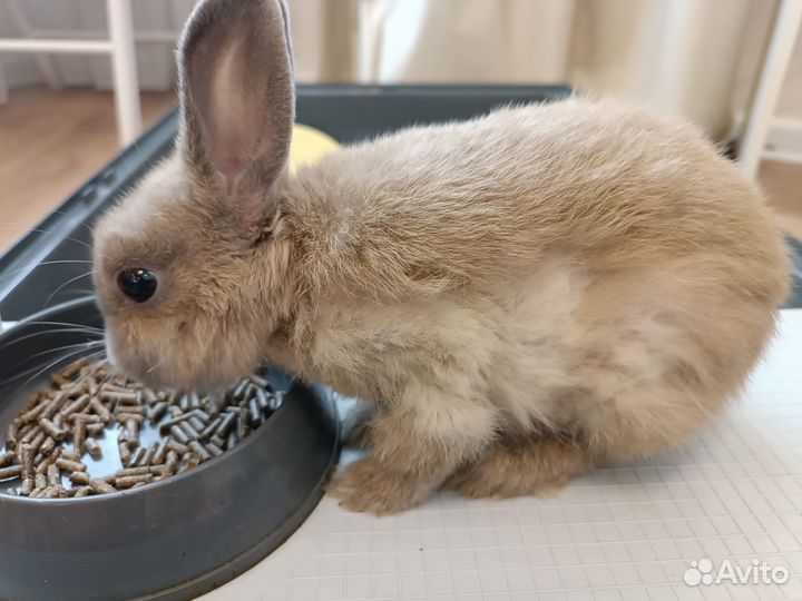 Декоративный кролик с клеткой