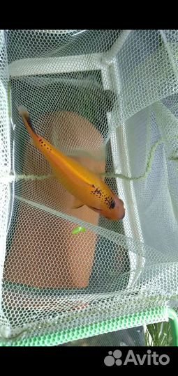 Аквариум 240 литров