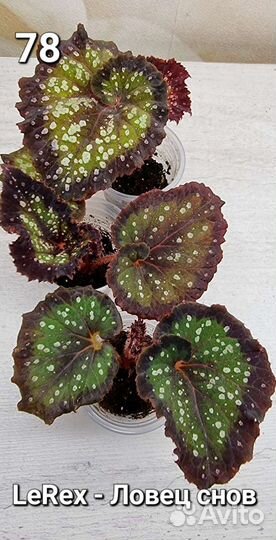 Бегония декоративно лиственная