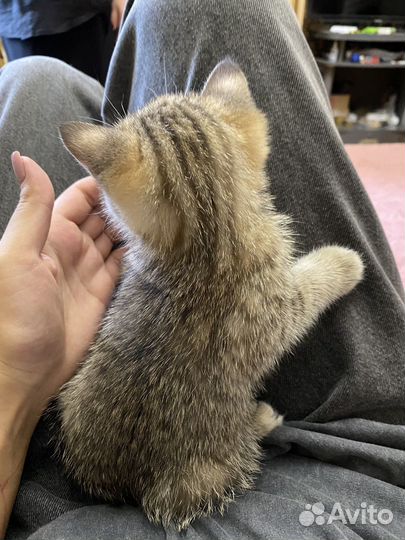 Кошка шиншилла