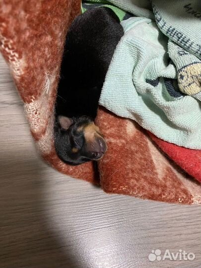 Той терьер вязка с любой маленькой собачкой