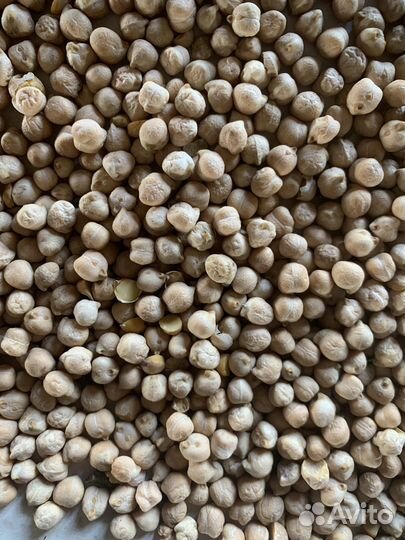 Горох (нут )