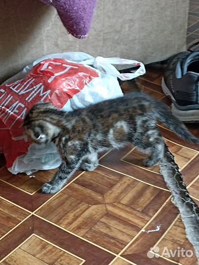 Отдам в хорошие руки