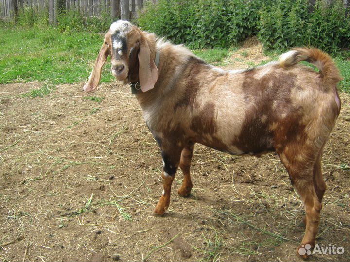 Услуги козла