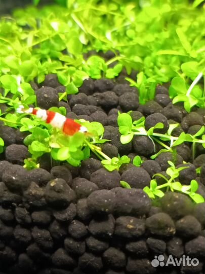 Аквариумные креветки Красный кристалл