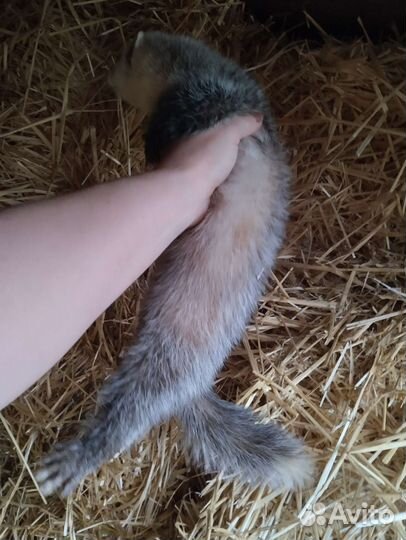 Хорек. Экзоты. Доставка. Привиты