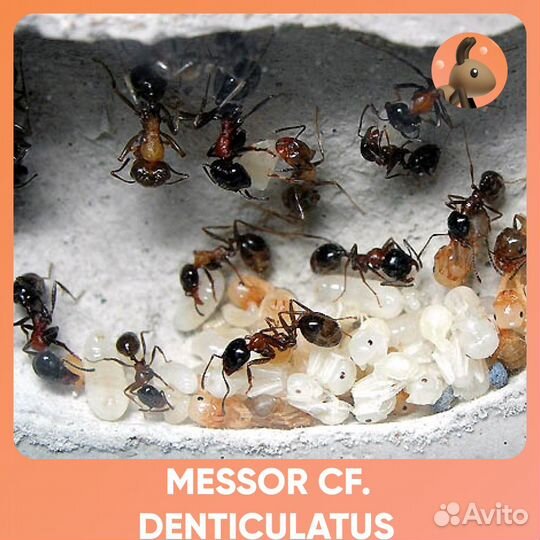 Messor denticulatus / Мессор дентикулатус