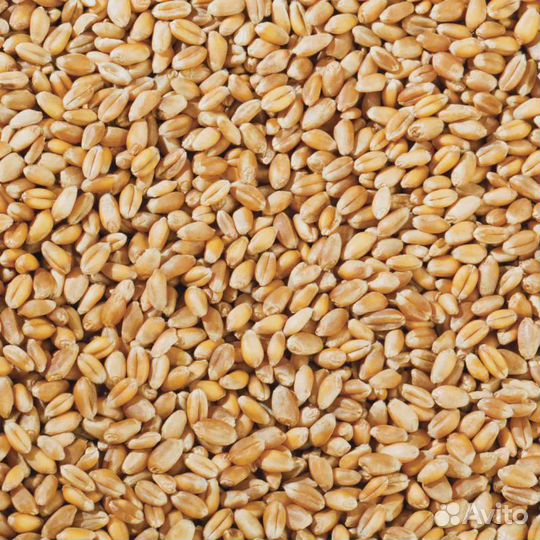 Зерно пшеница
