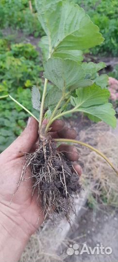 Рассада клубники