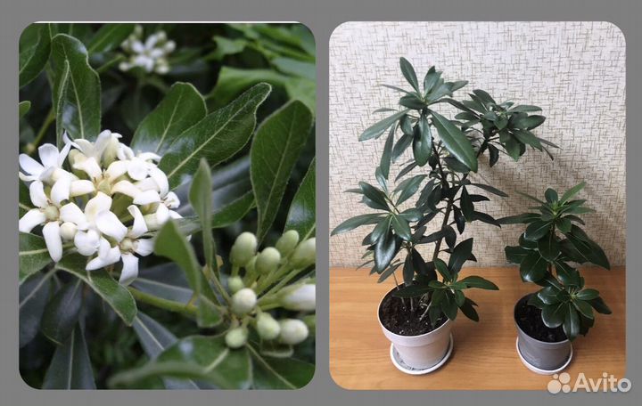 Комнатные растения