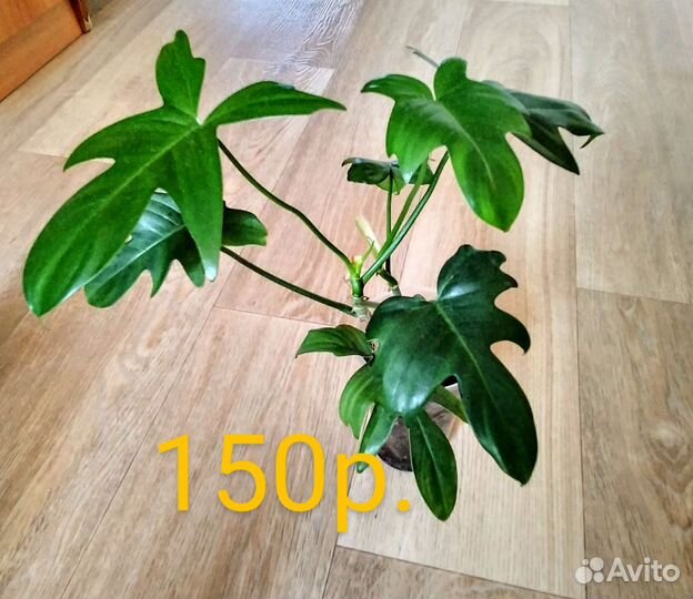 Филодендрон Сингониум