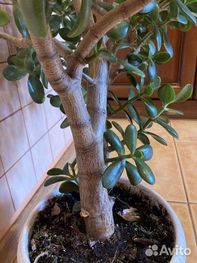 Толстянка (денежное дерево)