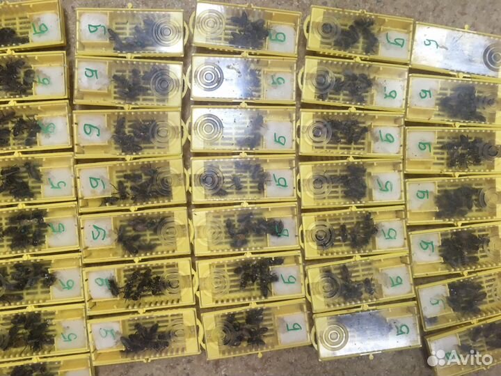 Пчелопакет пчелы Пчеломатка. Бакфаст. карника