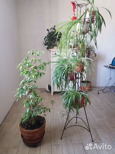 Комнатные растения