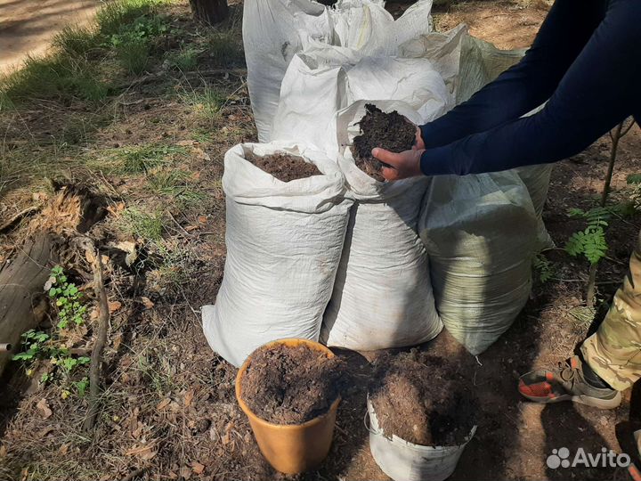 Хвойный опад