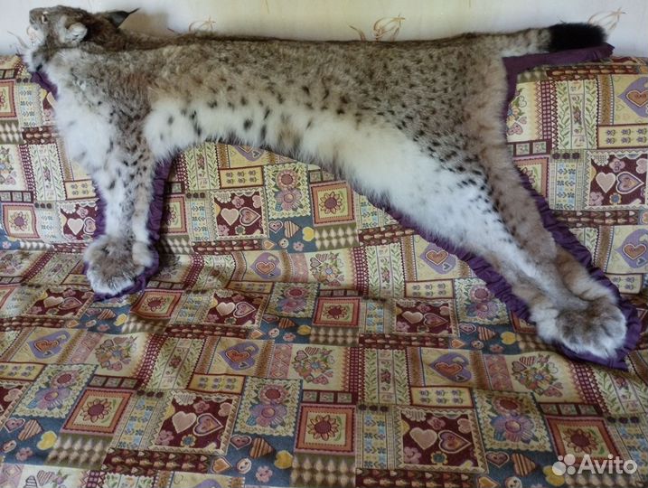 Выделка шкур. Изготовление чучелов. Кострома