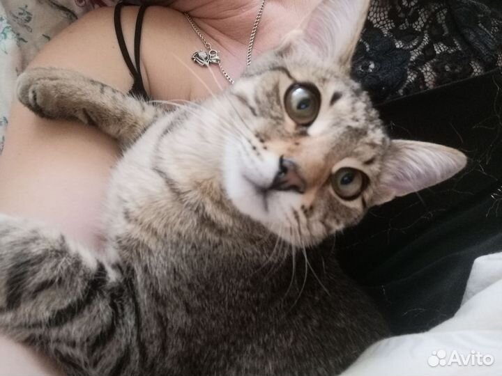 Отдам кота в добрые руки