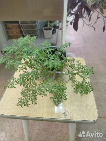 Цветы комнатные