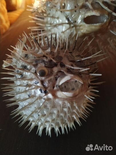 Чучело рыбы