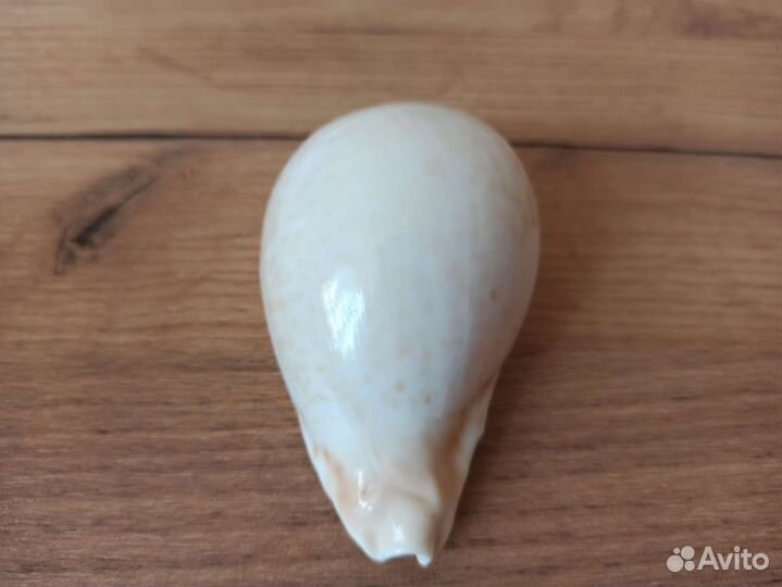 Морская раковина