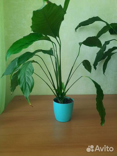 Спатифиллум, цветок 