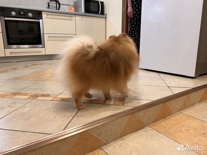 Шпиц вязка мальчик