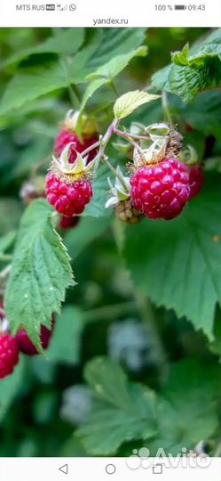 Саженцы ремонтантной малины