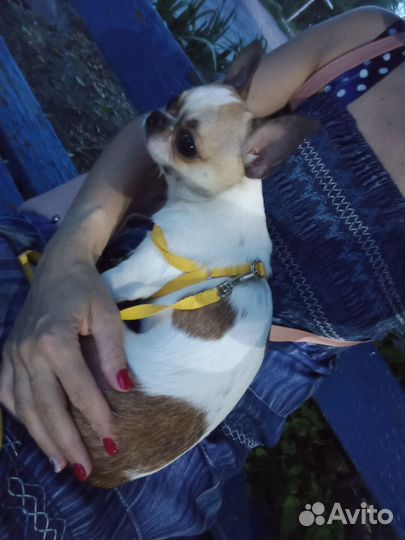 Случка собак