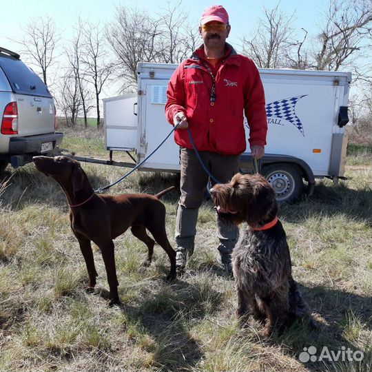 Натаска и дрессировка легавых