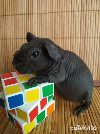 Бронь. Морская свинка Скинни. Миниатюра