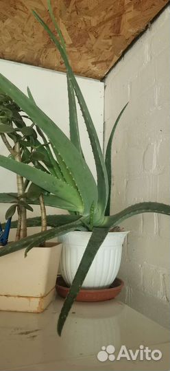 Алоэ лечебный