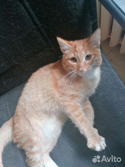 Кошка