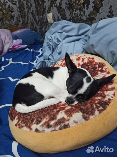 Вязка чихуахуа