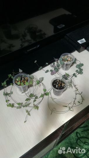 Хойя, Церопегия, Замиокулькас, Адениум