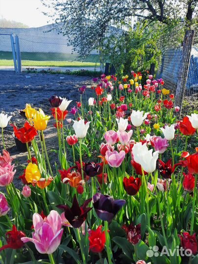 Луковицы тюльпанов