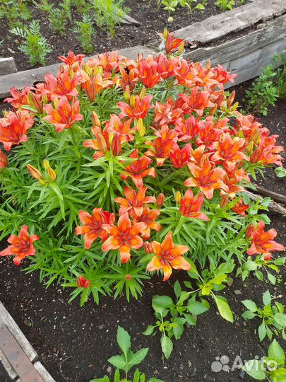 Лилейник,ирисы,лилии