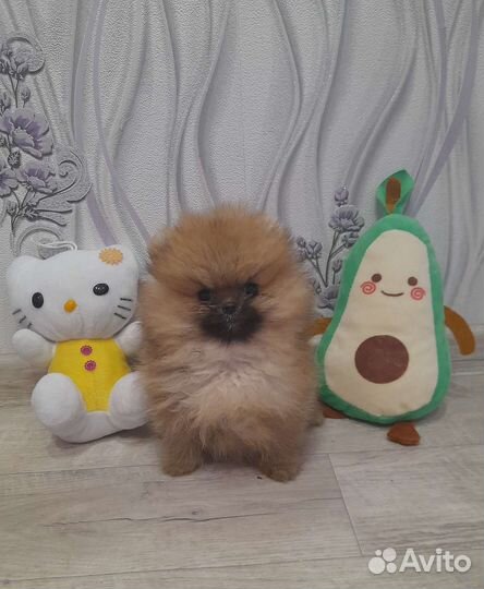 Померанский шпиц