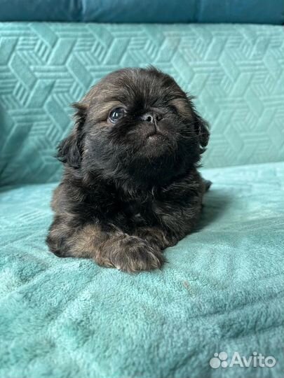 Щенки пекинеса