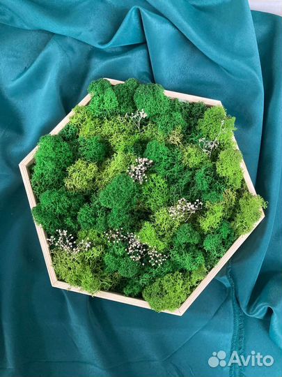 Стабилизированный мох в кашпо