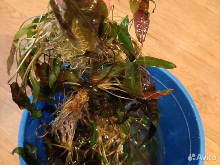 Аквариумные растения.(криптокарина)