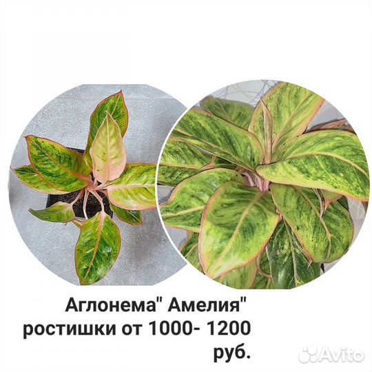 Комнатные растения