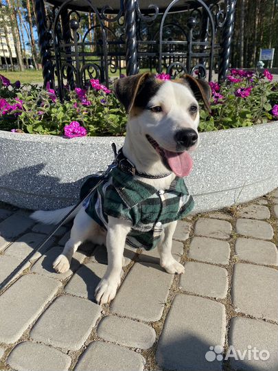 Вязка кобель джек рассел терьер