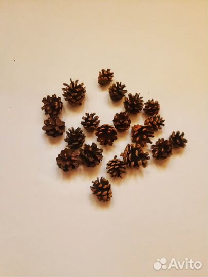 Шишки сосны, платана, магнолии и т.д