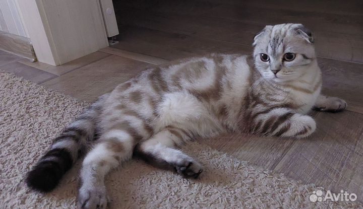 Ищу кота для вязки