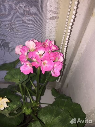 Пеларгония герань