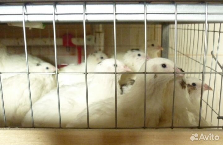 Яйца инкуб. и перепелки живьем