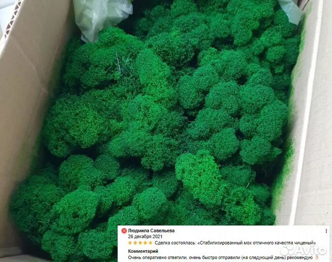 Стабилизированный мох ягель для панно