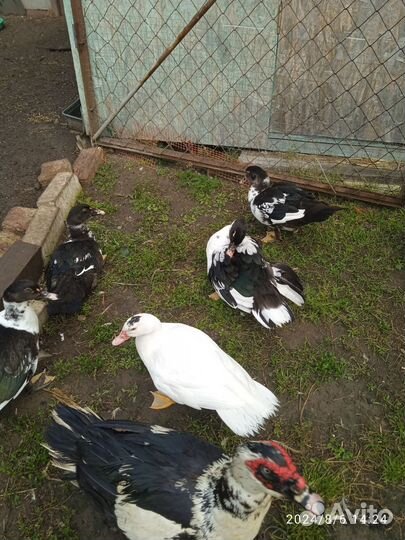 Мускусные утки тяжелые линии